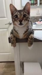 Lost Male Cat last seen Kale, Salem, OR 97305