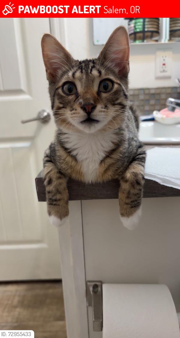 Lost Male Cat last seen Kale, Salem, OR 97305