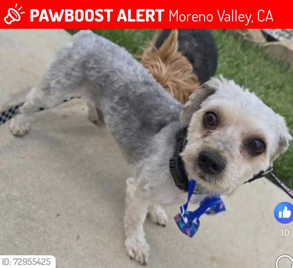 Lost Male Dog last seen Kiowa Ct, Moreno Valley, CA 92553