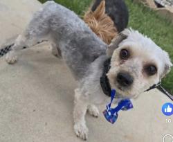 Lost Male Dog last seen Kiowa Ct, Moreno Valley, CA 92553