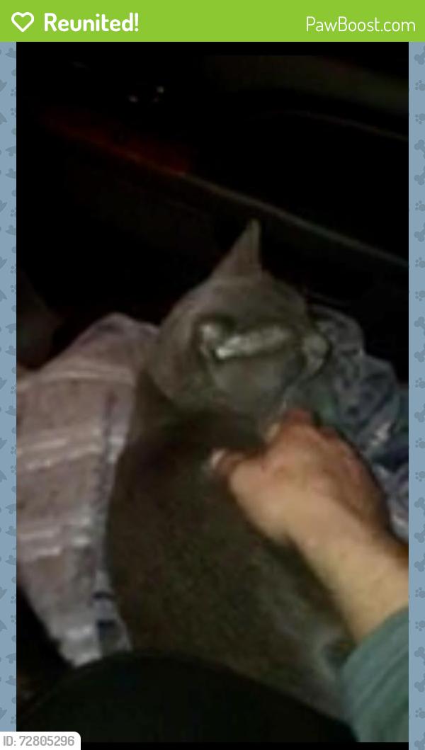 Reunited Male Cat last seen Bailey Ave Bascom Ave, San Jose, CA 95128