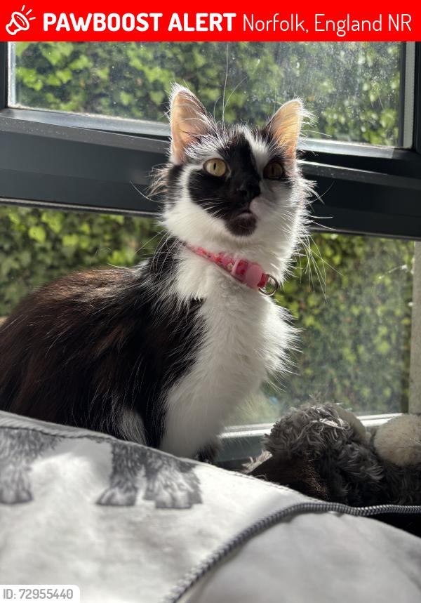 Lost Female Cat last seen Henry IV, Norfolk, England NR21