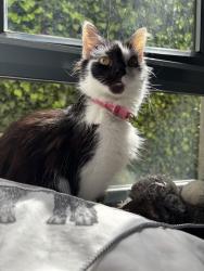Lost Female Cat last seen Henry IV, Norfolk, England NR21