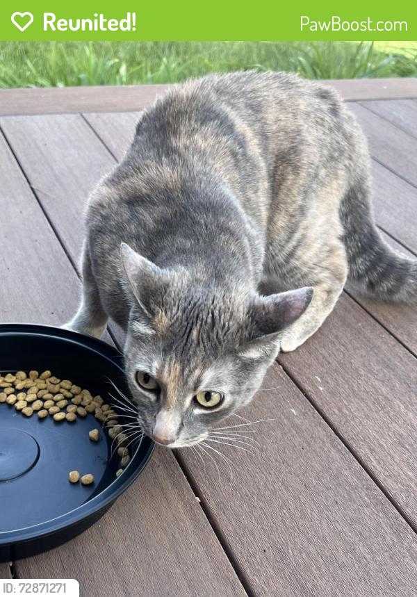 Reunited Unknown Cat last seen Saint Dorothy’s Catholic Church, Drexel Hill, PA 19026