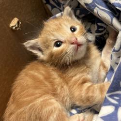 Shelter Stray Male Cat last seen , Palm Springs, CA 92264