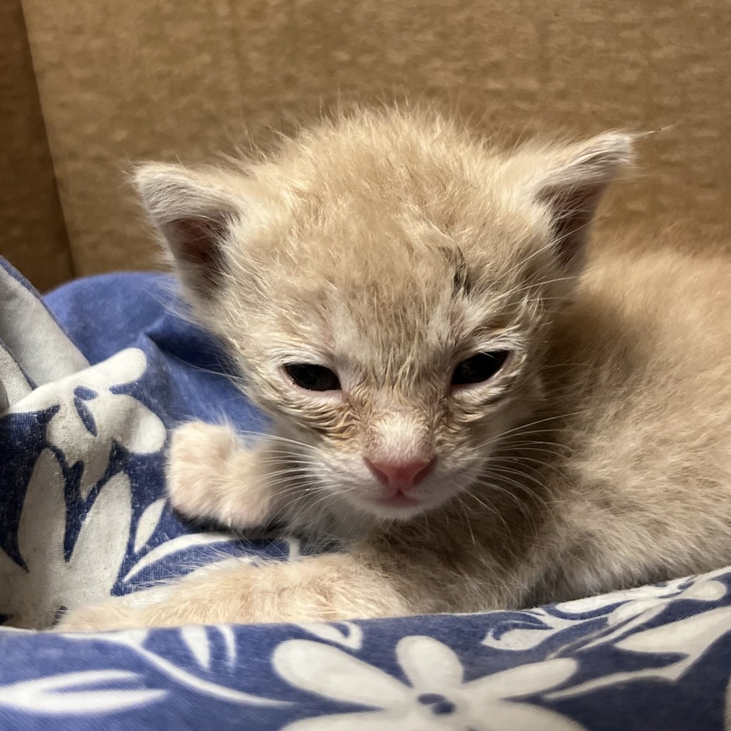 Shelter Stray Male Cat last seen , Palm Springs, CA 92264