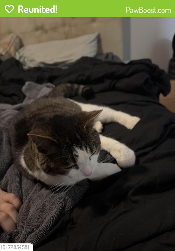 Reunited Female Cat last seen Behind our apmt building, Independence, KY 41051