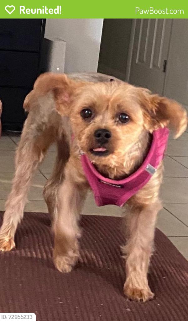 Reunited Female Dog last seen Near Teakwood Ct, Wellington, FL 33414, USA, Wellington, FL 33414