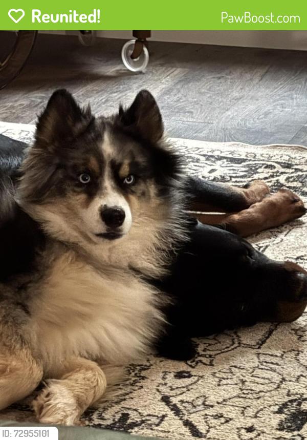 Reunited Male Dog last seen Turnpike road , Etowah, NC 28729