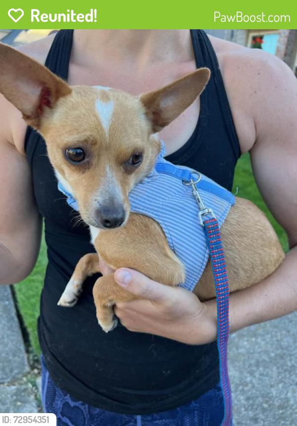 Reunited Female Dog last seen Alpine ridge area , Gresham, OR 97030