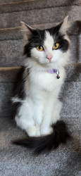 Reunited Female Cat last seen Ditman, St Huberts, Philadelphia, PA 19136