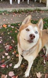 Reunited Male Dog last seen Between whipple and Woodlawn , Canton, OH 44708