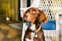 Lost Male Dog last seen Hwy 109/Callis Road, Lebanon, TN 37090