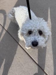Reunited Female Dog last seen Near Birch Dr Thornton, CO  80233 United States, Thornton, CO 80233