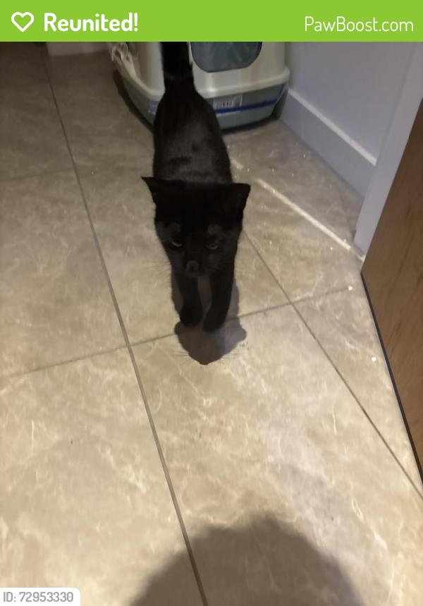 Reunited Female Cat last seen Wigan pier, opposite corkhills, waterway mews, Greater Manchester, England WN3 4FR