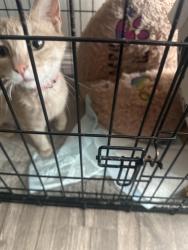 Found/Stray Female Cat last seen Van Leuven st, Loma Linda, CA 92354