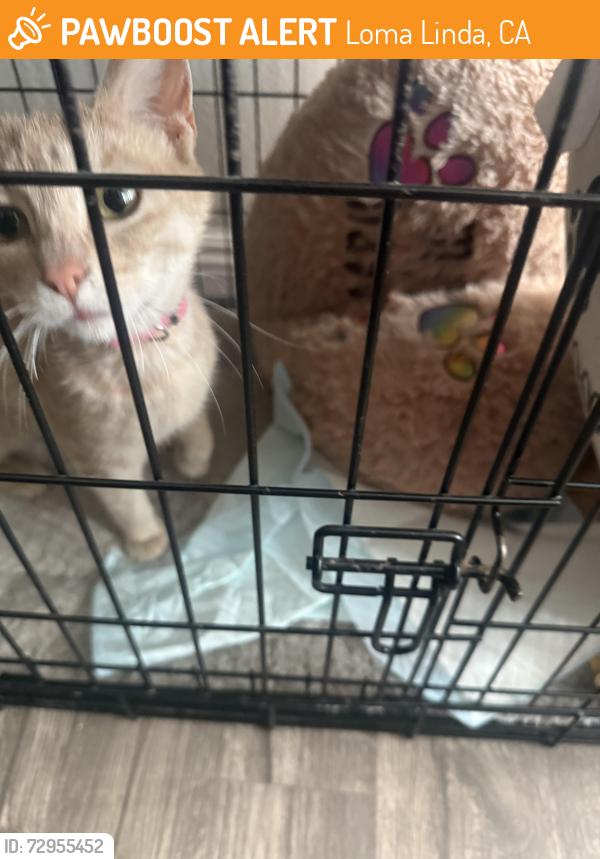 Found/Stray Female Cat last seen Van Leuven st, Loma Linda, CA 92354