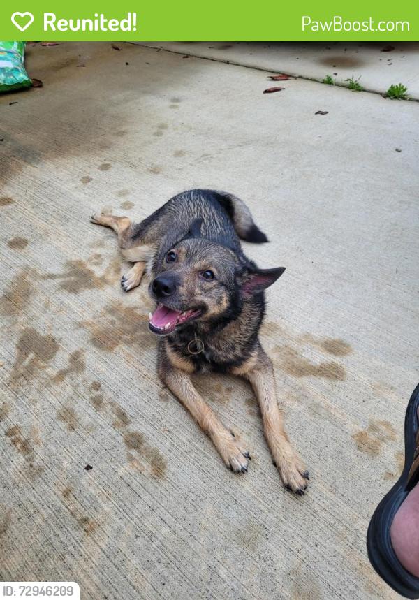 Reunited Male Dog last seen Near freeman Park on bartlett blvd, Bartlett, TN 38134