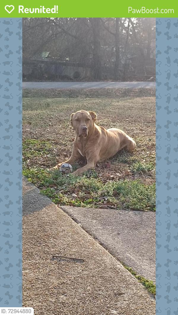 Reunited Female Dog last seen Albertsons Garage, Steve Burgess Welding , Williamston, SC 29697