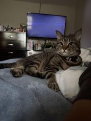 Reunited Female Cat last seen Magic hollow & old glory road , Virginia Beach, VA 23453
