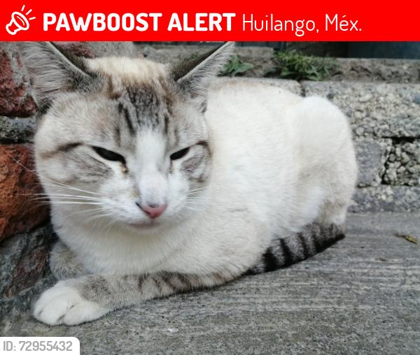 Lost Male Cat last seen Entre calle huachichil y palo dulce , Huilango, Méx. 
