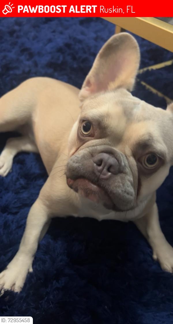 Lost Female Dog last seen S cove, Ruskin, FL 33570