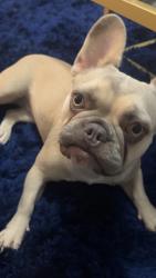 Lost Female Dog last seen S cove, Ruskin, FL 33570