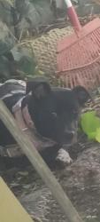 Reunited Unknown Dog last seen South 22th and reed, San Jose, CA 95112