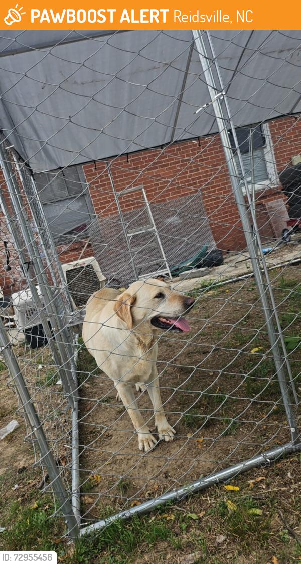 Found/Stray Female Dog last seen Ashley loop, Reidsville, NC 27375