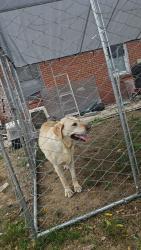 Found/Stray Female Dog last seen Ashley loop, Reidsville, NC 27375