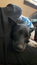 Reunited Female Dog last seen Near S Indiana Ave, Caldwell, ID 83605, USA, Caldwell, ID 83605