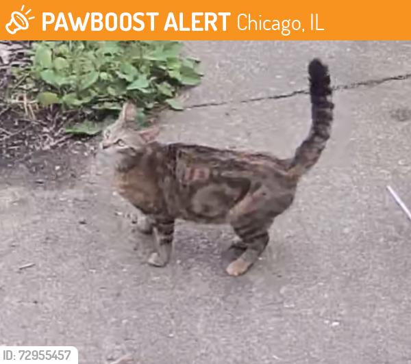 Found/Stray Unknown Cat last seen Long and Ohio alley, Chicago, IL 60644
