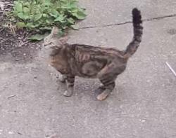 Found/Stray Unknown Cat last seen Long and Ohio alley , Chicago, IL 60644