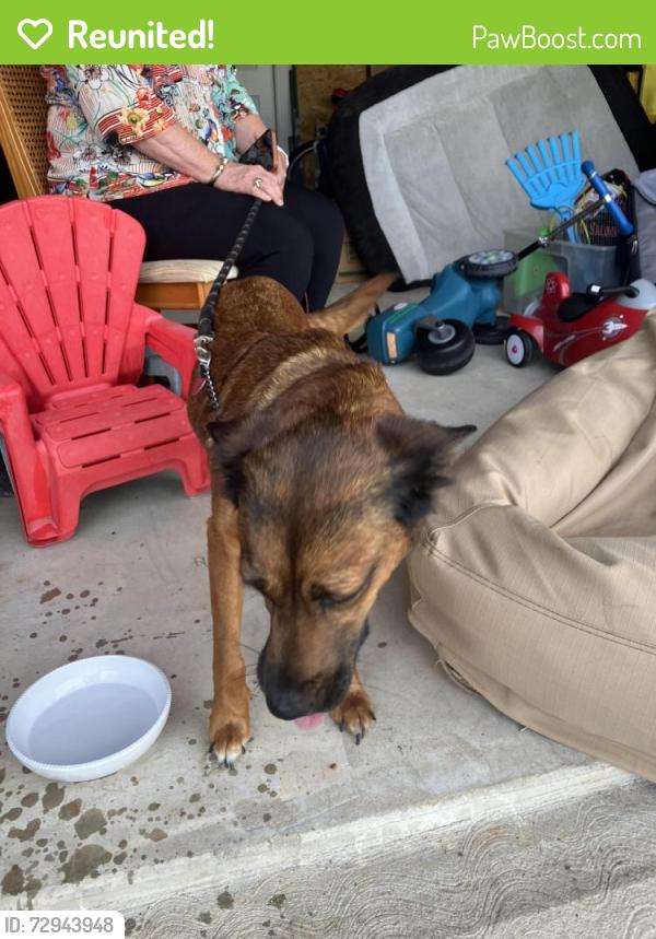 Reunited Female Dog last seen Summerwood Trails, Montgomery County, TX 77318