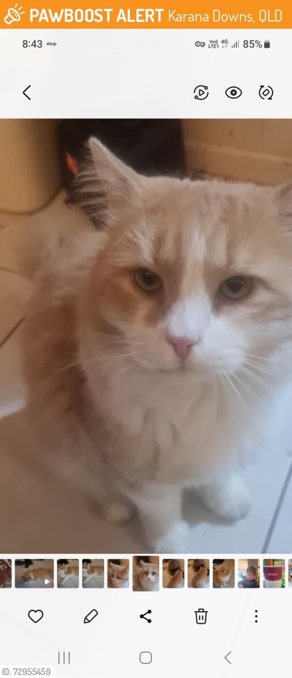 Found/Stray Unknown Cat last seen Bundoora dr karana downs, Karana Downs, QLD 4306