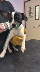 Shelter Stray Female Dog last seen Bexar County, New Braunfels, TX 78130
