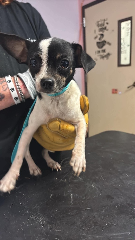 Shelter Stray Female Dog last seen Bexar County, New Braunfels, TX 78130