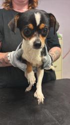 Shelter Stray Female Dog last seen Bexar County, New Braunfels, TX 78130