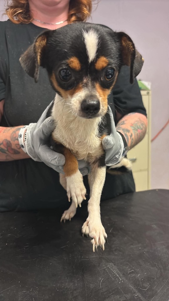 Shelter Stray Female Dog last seen Bexar County, New Braunfels, TX 78130