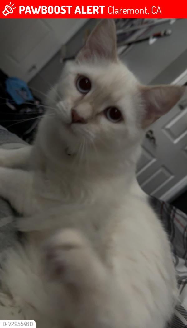 Lost Female Cat last seen Baseline Road, Claremont, CA 91711