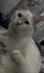 Lost Female Cat last seen Baseline Road, Claremont, CA 91711