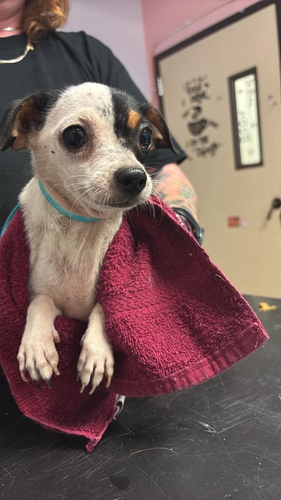 Shelter Stray Female Dog last seen Bexar County, New Braunfels, TX 78130