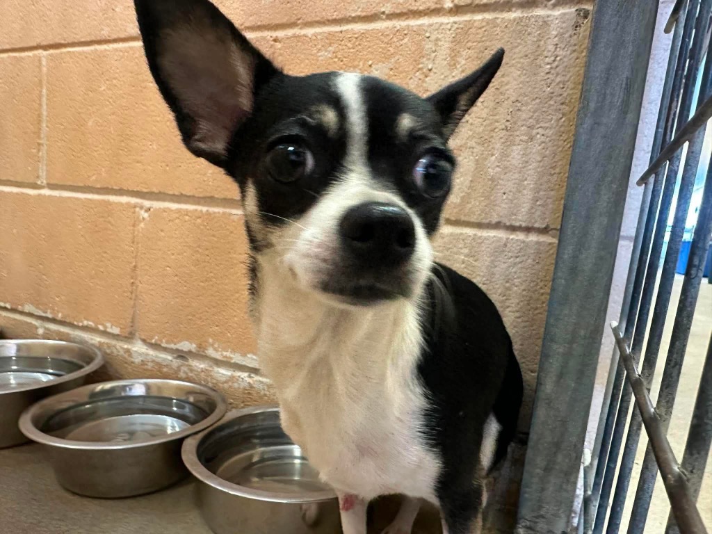 Shelter Stray Female Dog last seen Bexar County, New Braunfels, TX 78130