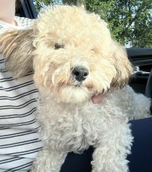 Found/Stray Unknown Dog last seen Drauden/Caton Farm, Plainfield, IL 60586