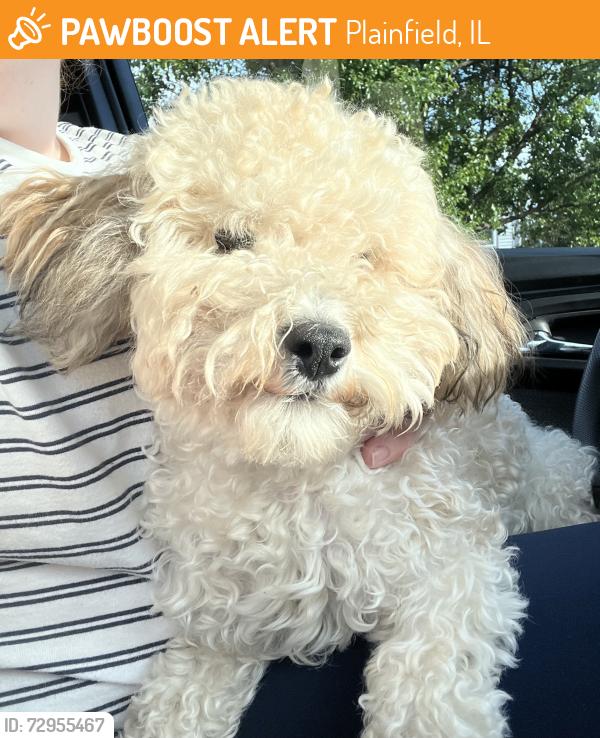 Found/Stray Unknown Dog last seen Drauden/Caton Farm, Plainfield, IL 60586