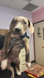 Shelter Stray Male Dog last seen Bexar County, New Braunfels, TX 78130