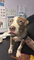 Shelter Stray Male Dog last seen Bexar County, New Braunfels, TX 78130