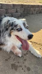 Reunited Male Dog last seen Texas Star, Pipeline, Euless, TX 76040