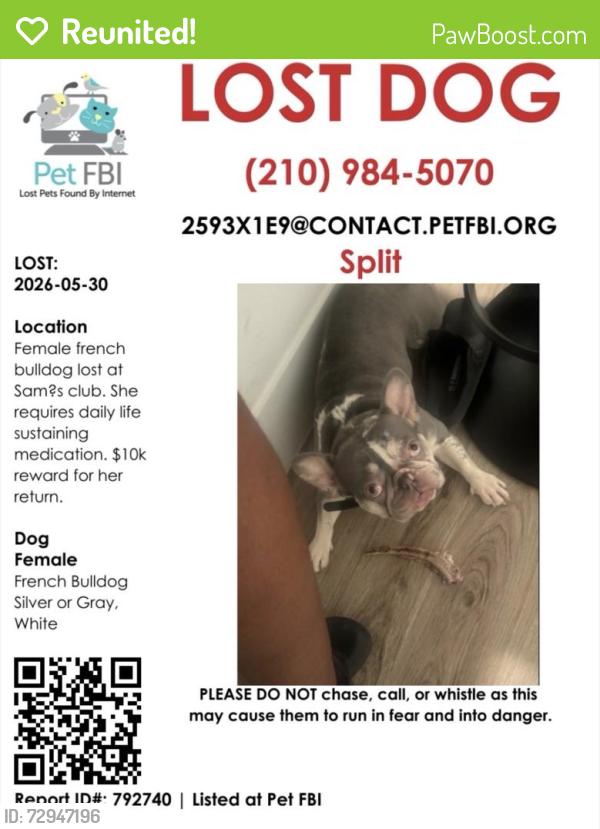 Reunited Female Dog last seen Sam’s Club, San Antonio, TX 78229