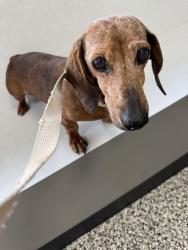 Reunited Male Dog last seen 118th and Mingo, Bixby, OK 74008